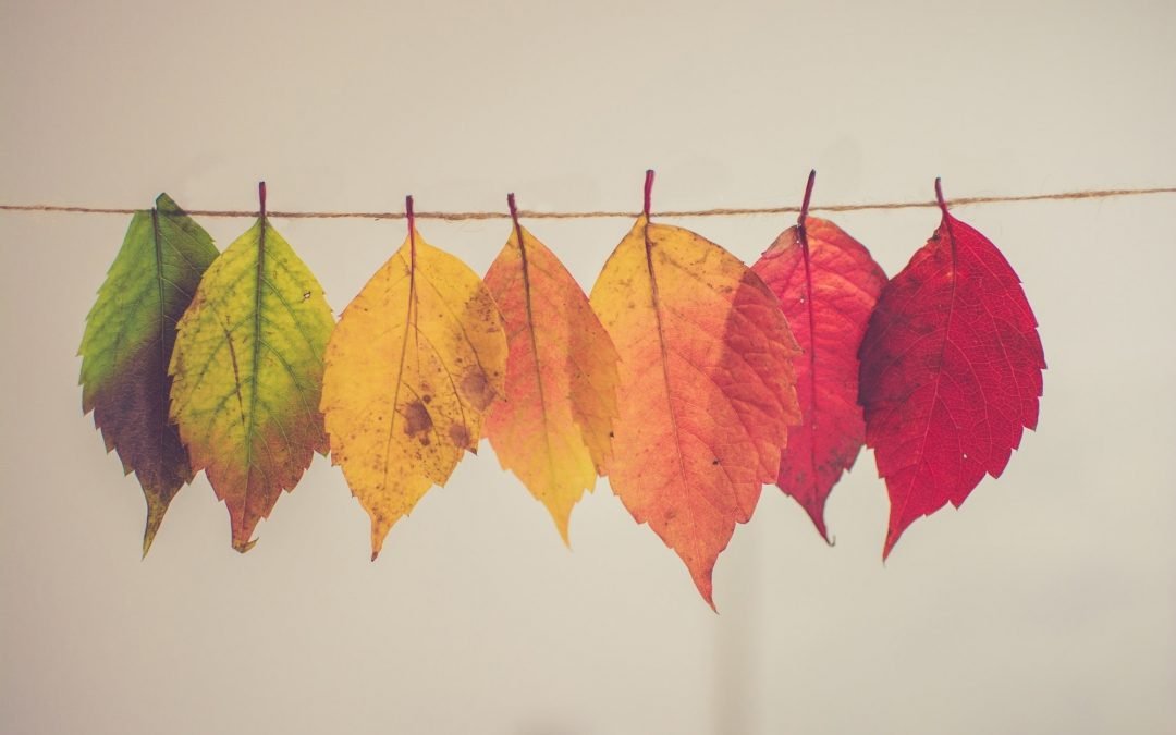 Autumn Wellness